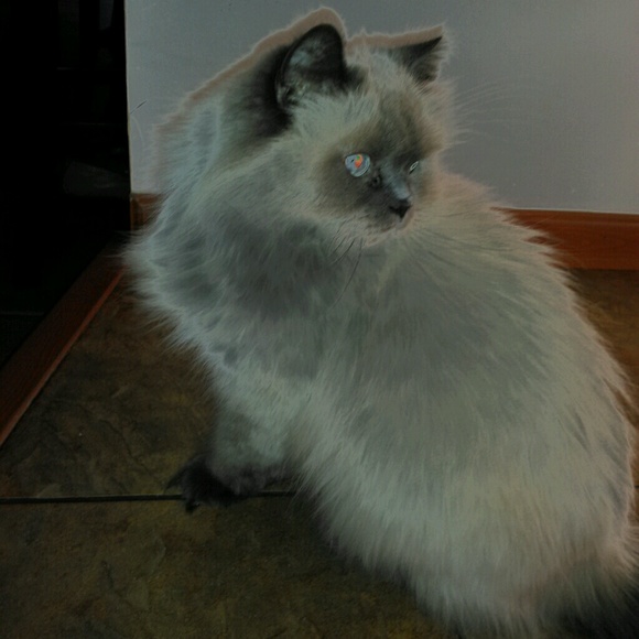 Meet your Posher, Ashleigh - Picture 2 of 2